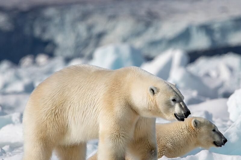 Survival on Thin Ice: The Real-Time Evolution of Polar Bears