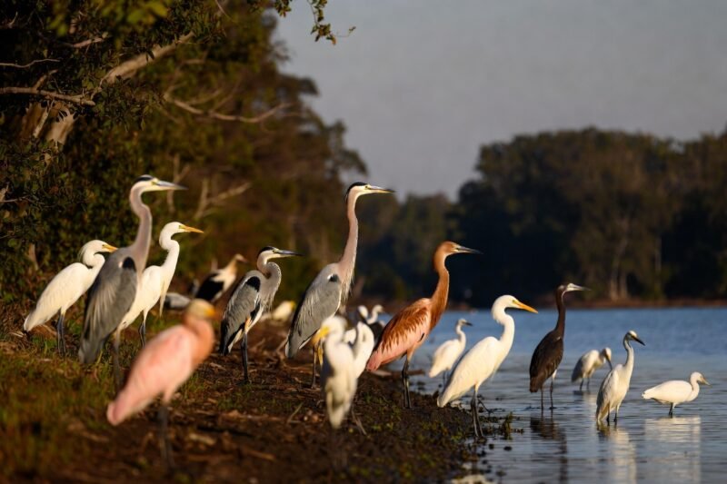 Painted by Nature: 12 of America’s Most Beautiful Birds