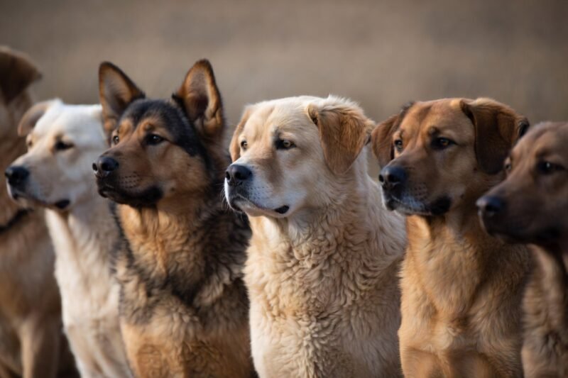 Experts Reveal the Most Misunderstood Dog Breeds Today