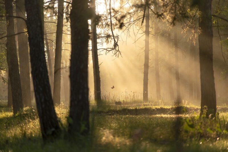 You Often See These Animals – They Bring a Spiritual Message to You