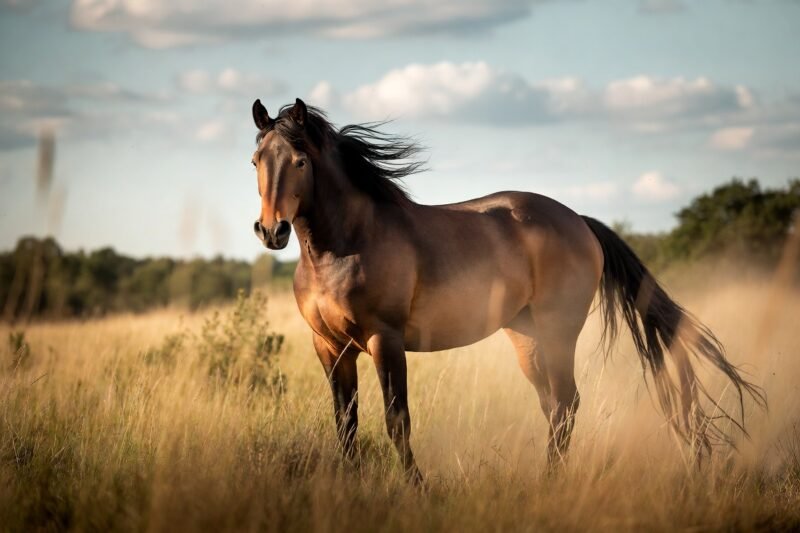 Fast, Smart, and Fascinating: Random Facts About Horses