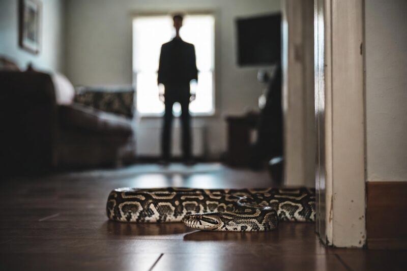 Don’t Panic! 9 Crucial Things to Do If a Snake Enters Your House