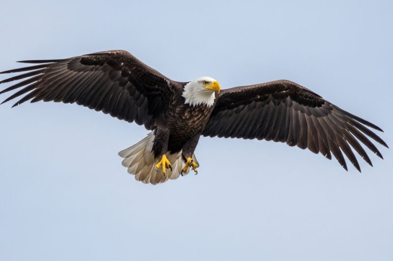 The Real Reasons Bald Eagles Are Thriving Again