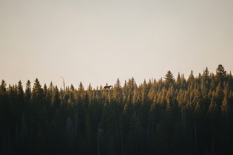 The Real Odds of a Mountain Lion Attack