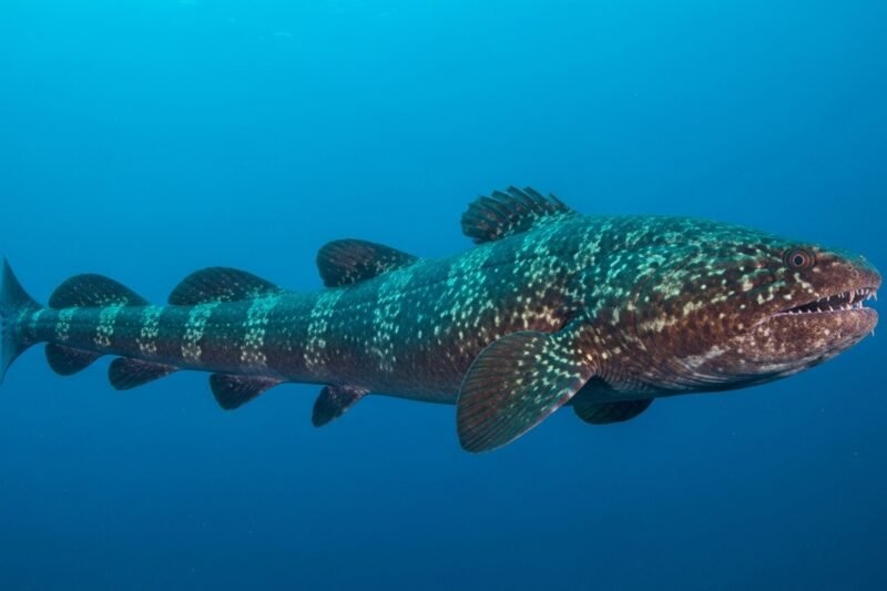 Looks Innocent, Packs a Sting:  Dangerous Ocean Animals