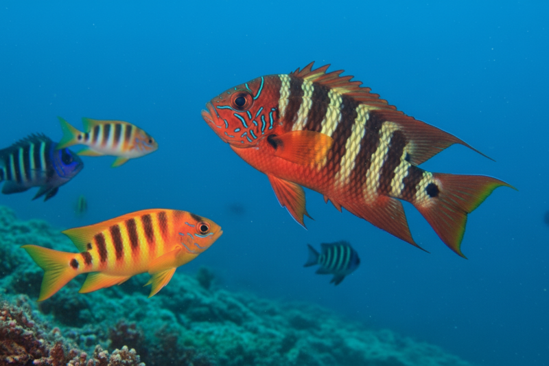 Beauty Beneath the Waves: 10 Most Colorful Fish