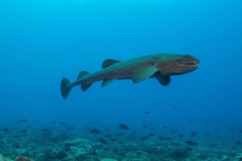 The Science Behind the Deadliest Marine Animals