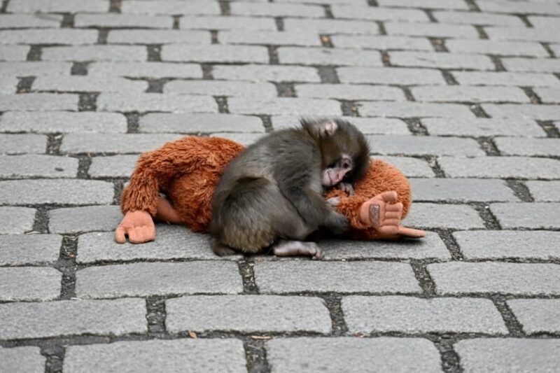 A Tiny Monkey, A Big Lesson in Love, Security, and Attachment