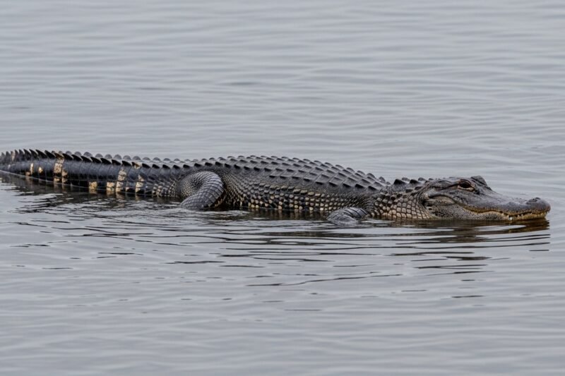 These States Are Seeing Alligators Farther North Than Ever
